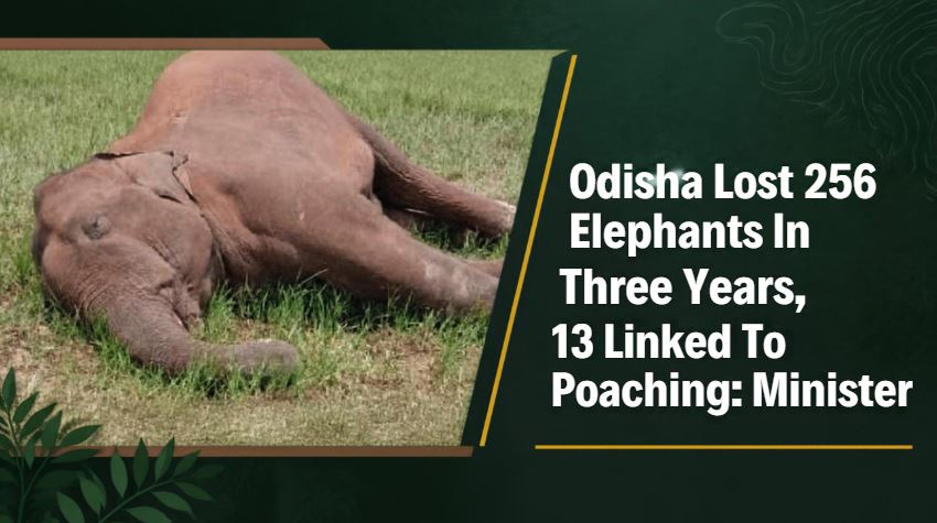 Odisha Lost 256 Elephants In Three Years, 13 Linked To Poaching: Minister